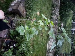 Plant cassis très prolifique