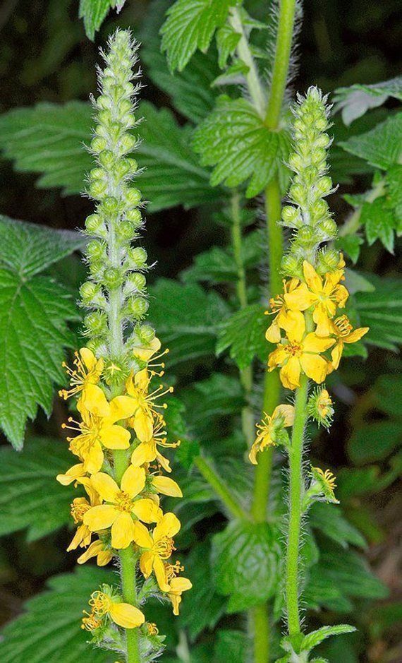 Pflanzen & Samen: 50 Samen Agrimonia Eupatoria – Neu (gemäss Beschreibung) aus Ehrendingen von VerveinaSamen