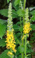 50 Samen Agrimonia Eupatoria