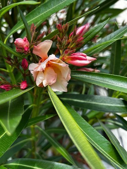 Piante & sementi: Oleander Rot, volle Blüte – Usato da Egliswil venduto da didiflu 1