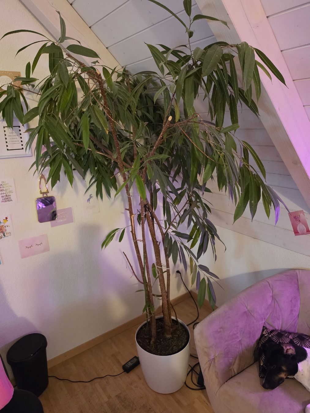 Pflanzen & Samen: Ficus Pflanze  – Gebraucht aus Uster von mikedizzy84 4