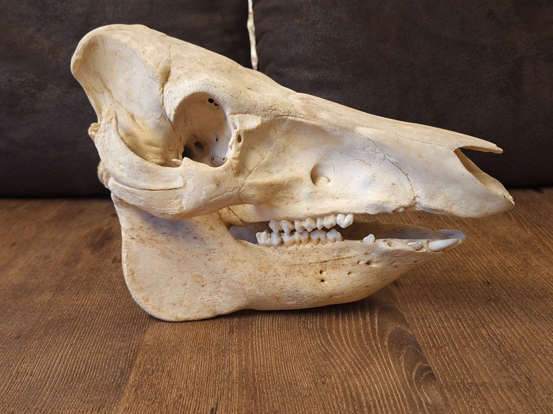 Monde des animaux: Schweineschädel – D'occasion à Widnau par skullcollector 1