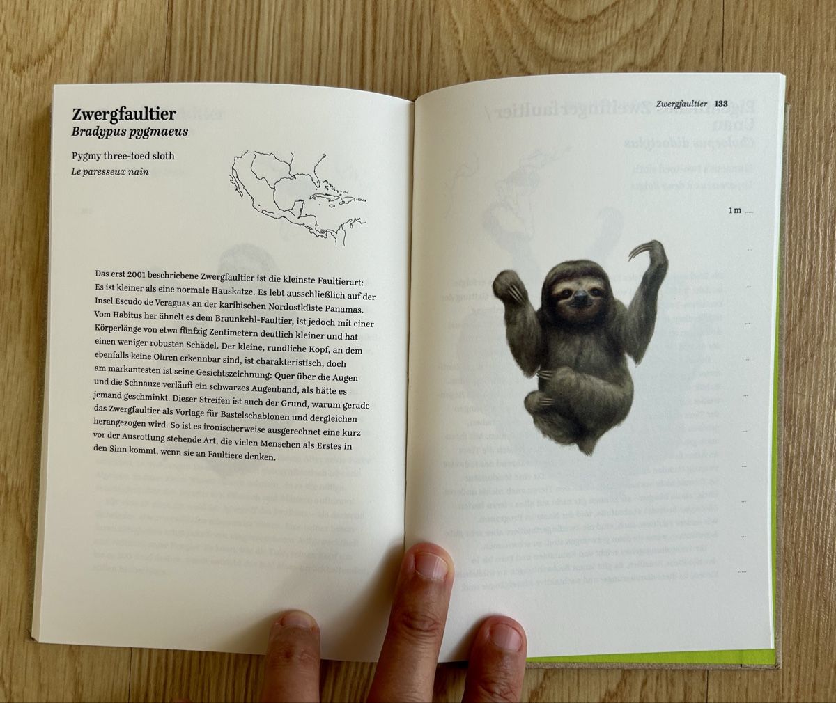 Bücher: Faultiere - Ein Portrait von Keiling & Liedke, Top Zustand – Neu (gemäss Beschreibung) aus Bühler von Schluempfli01 4
