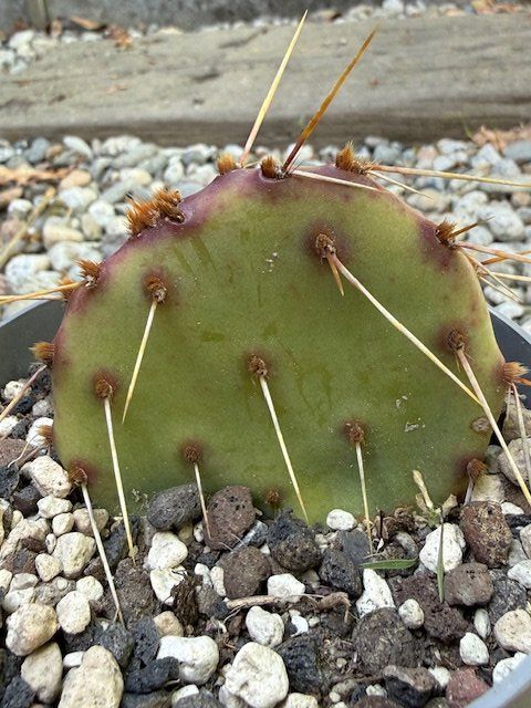 Pflanzen & Samen: Opuntia engelmannii phaeacantha / Kaktus /Winterhart – Neu (gemäss Beschreibung) aus Therwil von Tigersunne 1