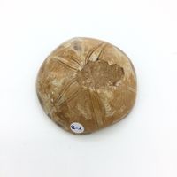 Fossiler Seeigel - Mepygurus sp.
