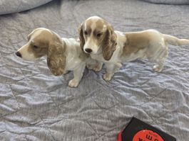 Hundefigur Keramik Hutschenreuther 2 Hunde 