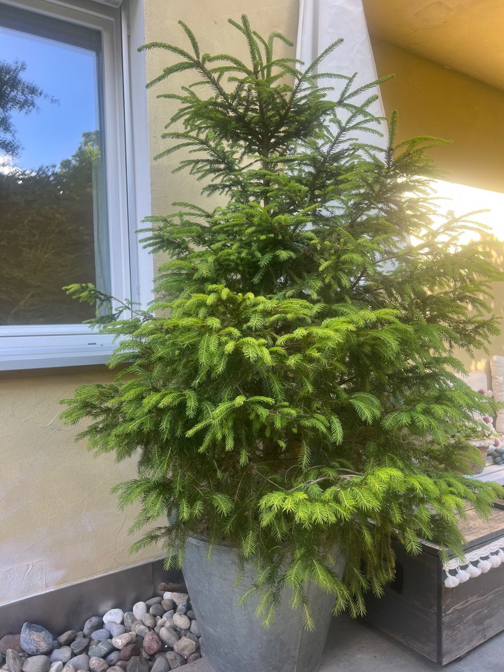 Piante & sementi: Gesunde, wunderschöne Rot Tanne 180cm – Usato da Lufingen venduto da bombolulu 3