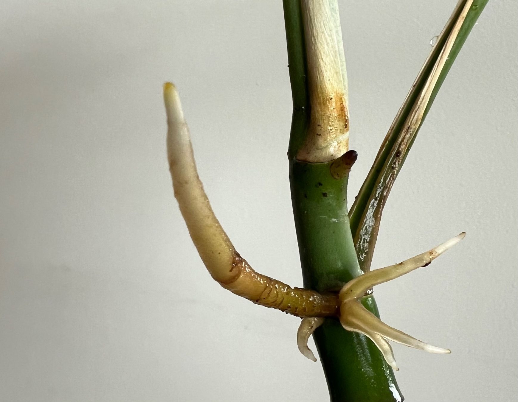 Pflanzen & Samen: Monstera minima Kopfsteckling💚 – Gebraucht aus Glattpark(Opfikon) von ste_n99y 4