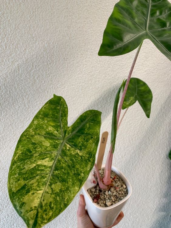Alocasia Pink Dragon Variegata Aurea Baby Plant Kaufen auf Ricardo