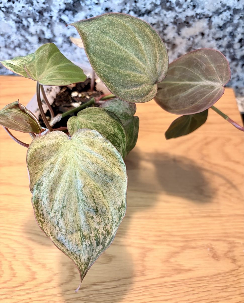 Piante & sementi: Philodendron Micans Pink Variegata – Usato da Kaiseraugst venduto da dka_b97z