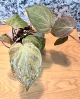 Philodendron Micans Pink Variegata