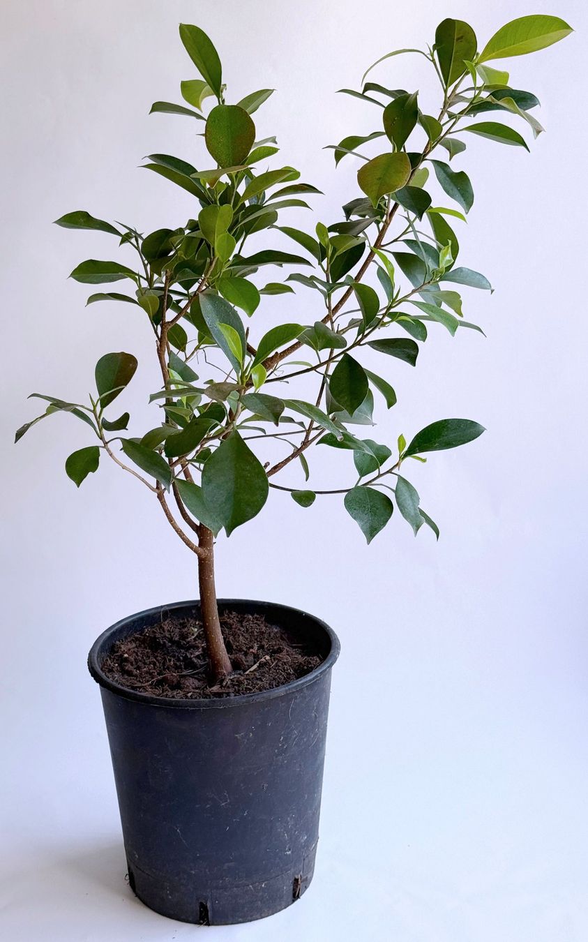 Plantes & graines: FICUS BENJAMINI/BIRKENFEIGE ***** – Neuf (Voir description) à Dübendorf par Orchid18 1