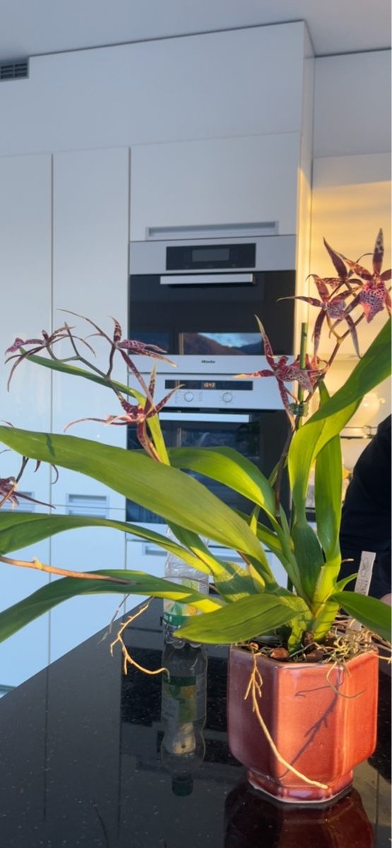 Piante & sementi: Brassia Hybrid - Orchid – Usato da Lugano venduto da The_Botanists