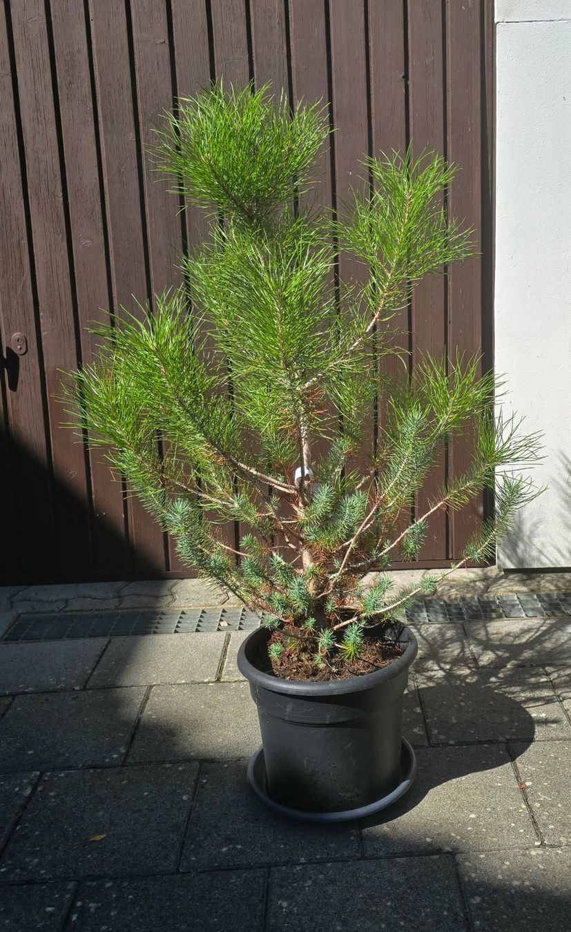 Piante & sementi: Pinus silver crest 🌲 – Usato da Aarburg venduto da popkorn65 3