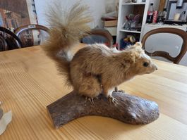 Präparat Eichhörnchen auf Holzast, gebrauchter Zustand