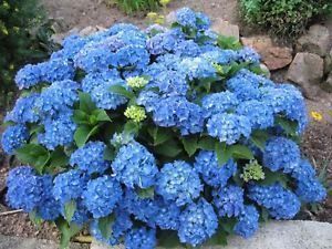Piante & sementi: Hortensia 'Adria'   2x 20cm – Nuovo (secondo la descrizione) da Bremblens venduto da FIBONACCI369