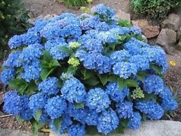 Hortensia 'Adria'   2x 20cm