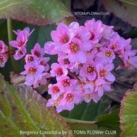Bergenie - Bio-Staude für den Garten - Zeit zum Pflanzen