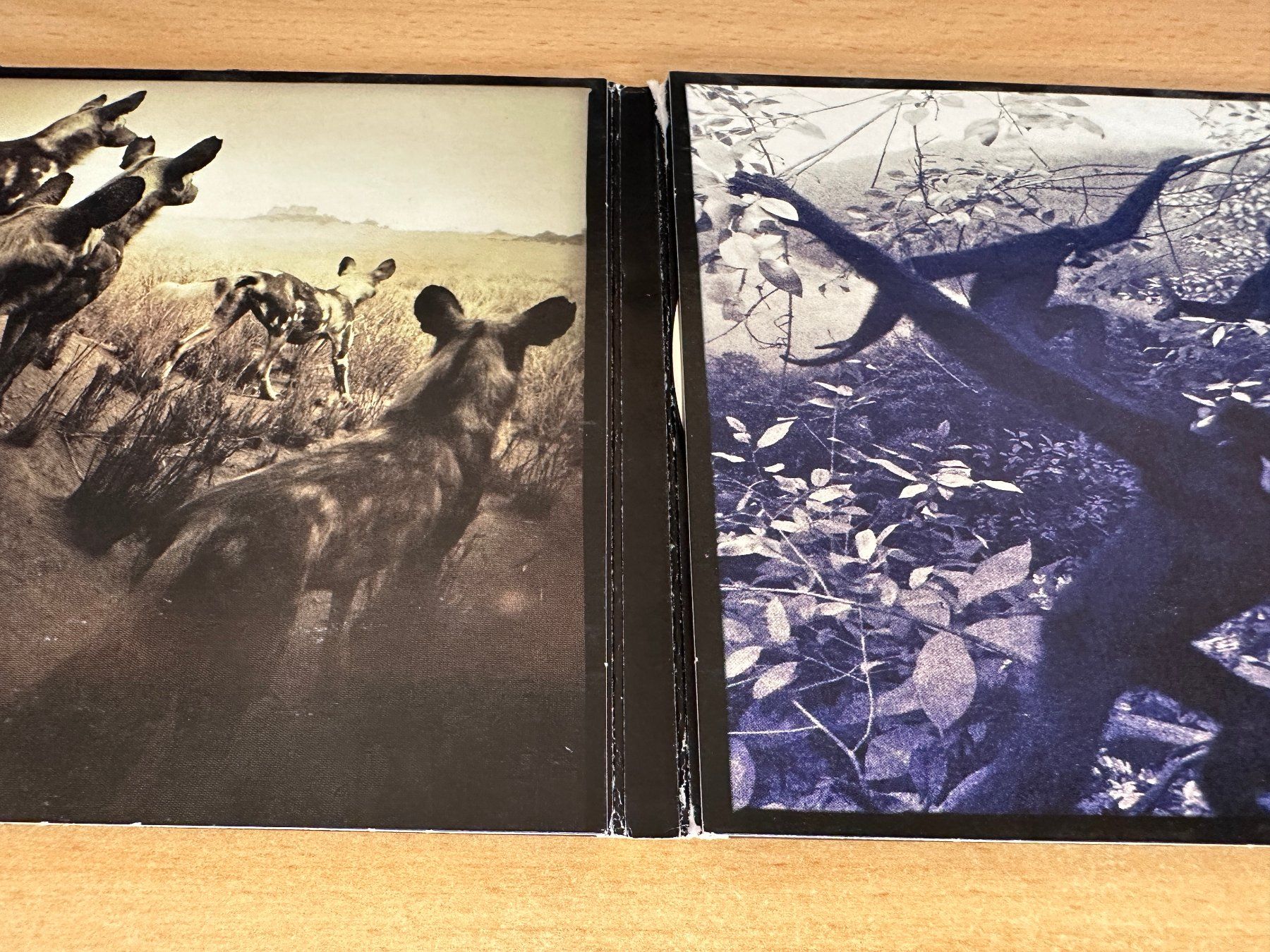 CD: Shearwater – Animal Joy – Usato da Rikon im Tösstal venduto da Alpenmutz 2