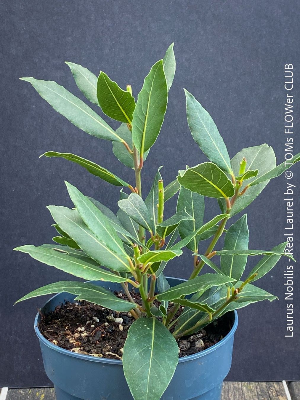 Piante & sementi: Echter Lorbeer - Lorbeerbaum - Laurus Nobilis – Nuovo e nell'imballaggio originale da Adliswil venduto da asTOMas963 3