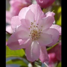 Profile image of Sakura10