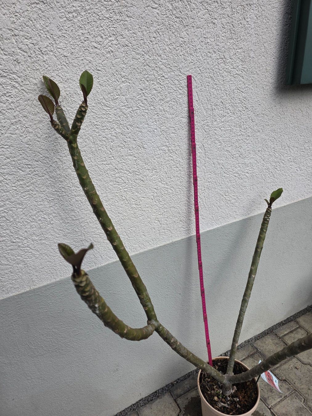 Pflanzen & Samen: Plumeria rubra "Cardinal" / Frangipani / Tempelblume – Neu (gemäss Beschreibung) aus Thalheim von silvara01 4