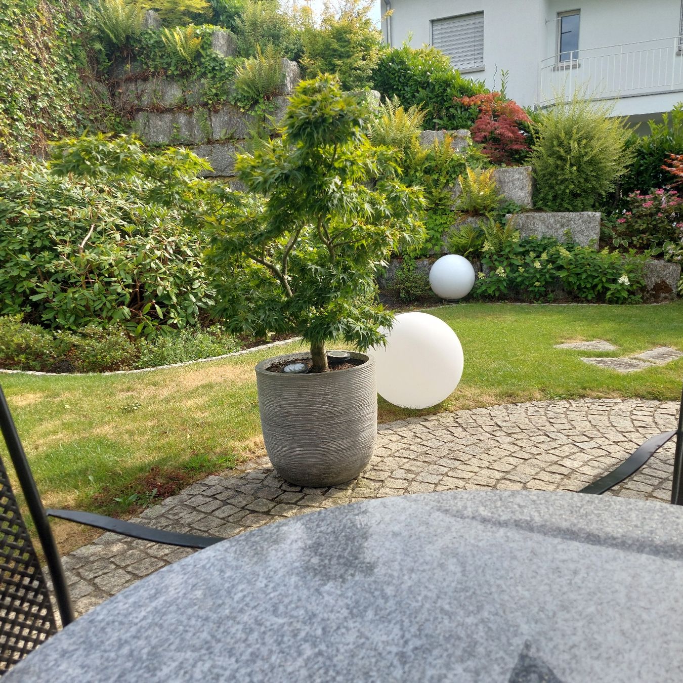 Piante & sementi: JAPANISCHER AHORN  – Usato da Honau venduto da Blazer1