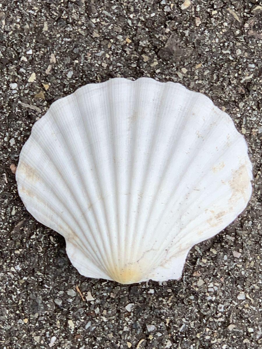 Fossili: „MUSCHELN“ – Usato da Wangen b. Olten venduto da Finolino28 8