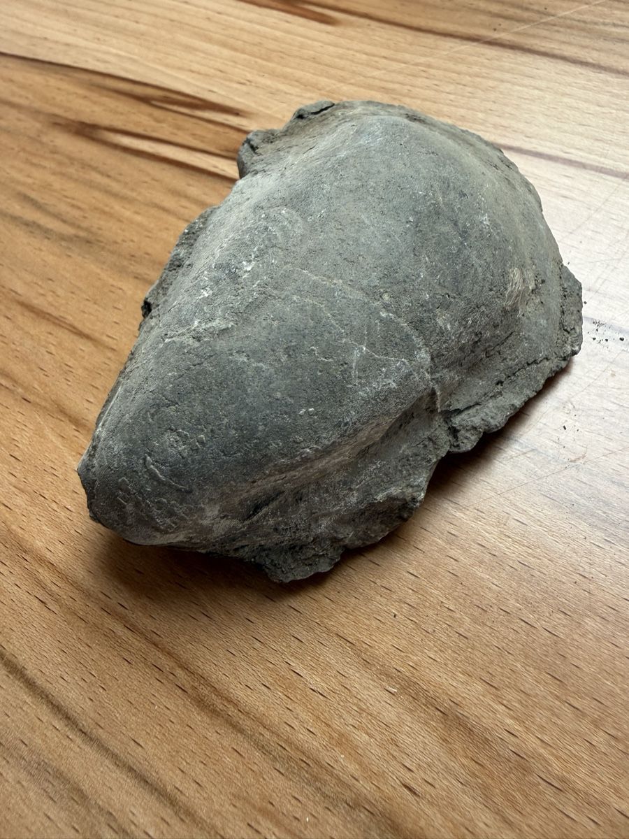 Fossilien: Versteinerte Auster – Gebraucht aus Grenchen von Bastet007 2