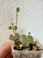 🌿 String of Hearts (Ceropegia woodii) 🌿