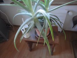 Eine riesen grosse Aloe Vera