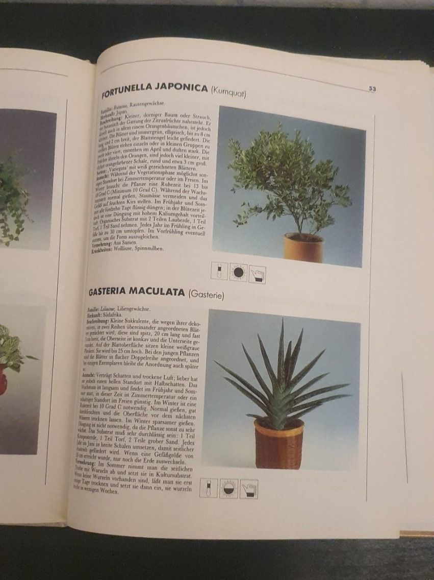 Libri: Zimmerpflanzen – Usato da Langnau am Albis venduto da jer_pm72 1