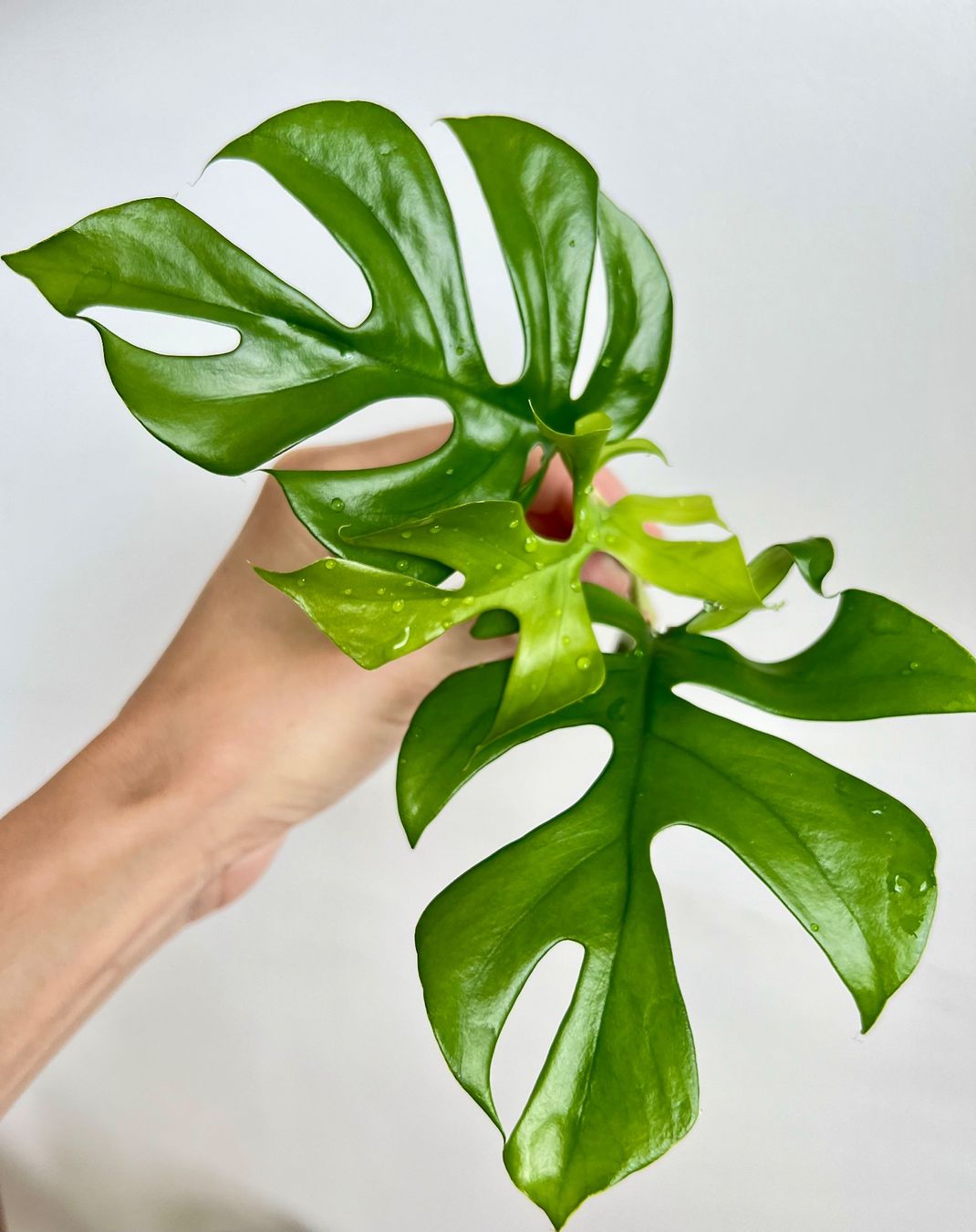 Piante & sementi: Monstera minima Kopfsteckling🔥 – Usato da Glattpark(Opfikon) venduto da ste_n99y 4