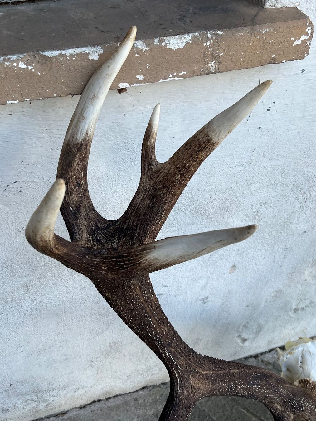 Altre raccolte & rarità: Hirsch Geweih 11,7 Kg riesig! – Usato da Vaduz venduto da Vella007 4