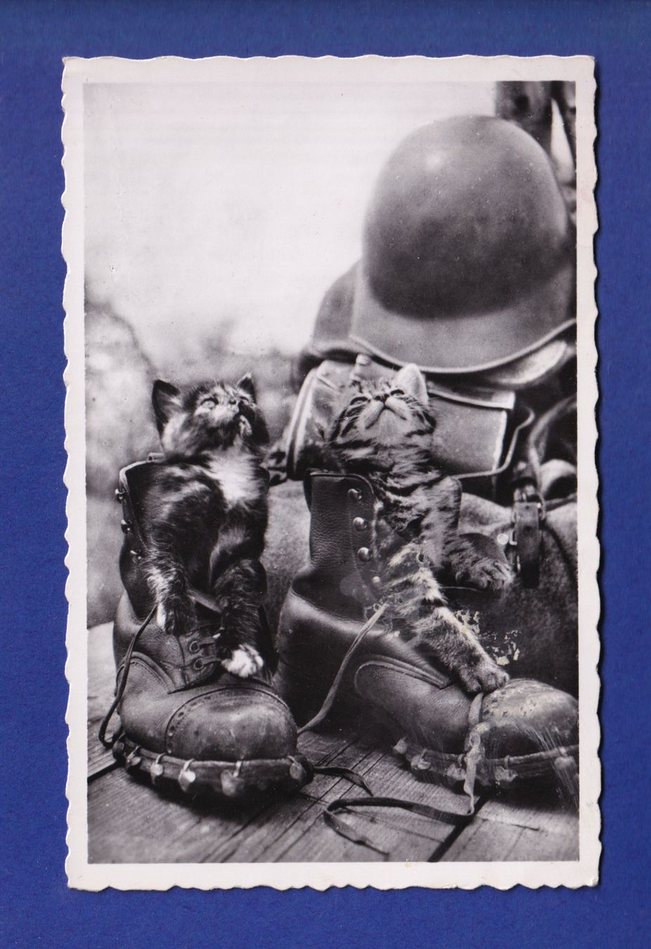 Cartes postales: CHAT - Chatons militaire – D'occasion à Pully par nicecards-shop