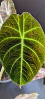 🤩Alocasia Black Velet Rhizom 