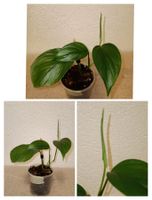 monstera obliqua peru vs adansonii 4