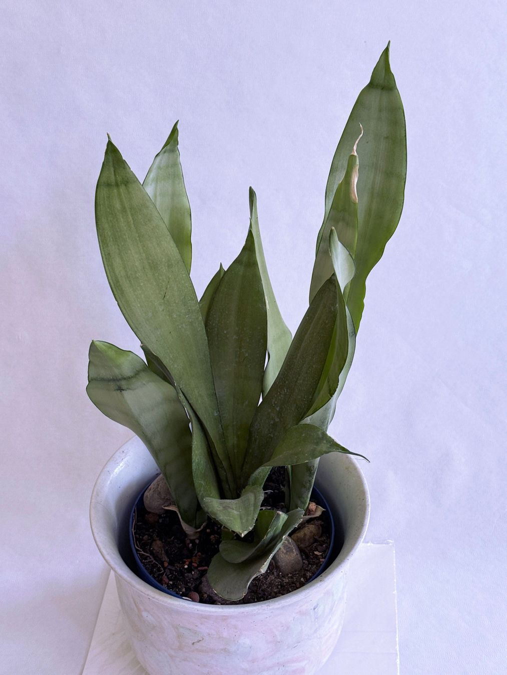 Plantes & graines: Sansevieria trifasciata 'Moonshine' – Neuf (Voir description) à Dübendorf par Orchid18 1