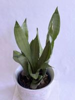 Sansevieria trifasciata 'Moonshine'