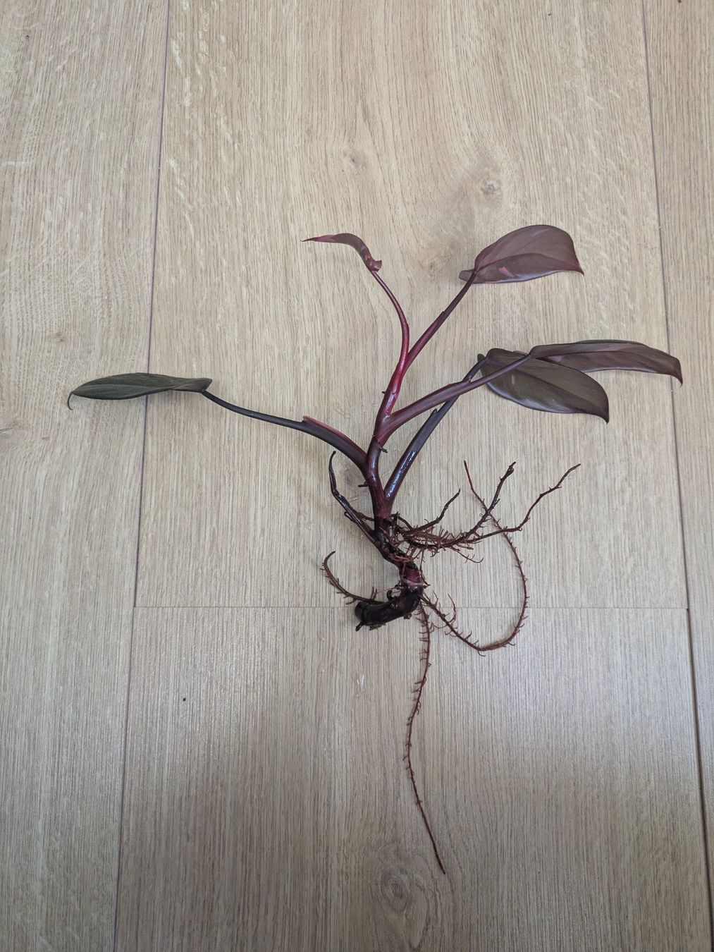 Piante & sementi: Philodendron Pink Princess - Rare – Usato da Winkel venduto da Kade50 2