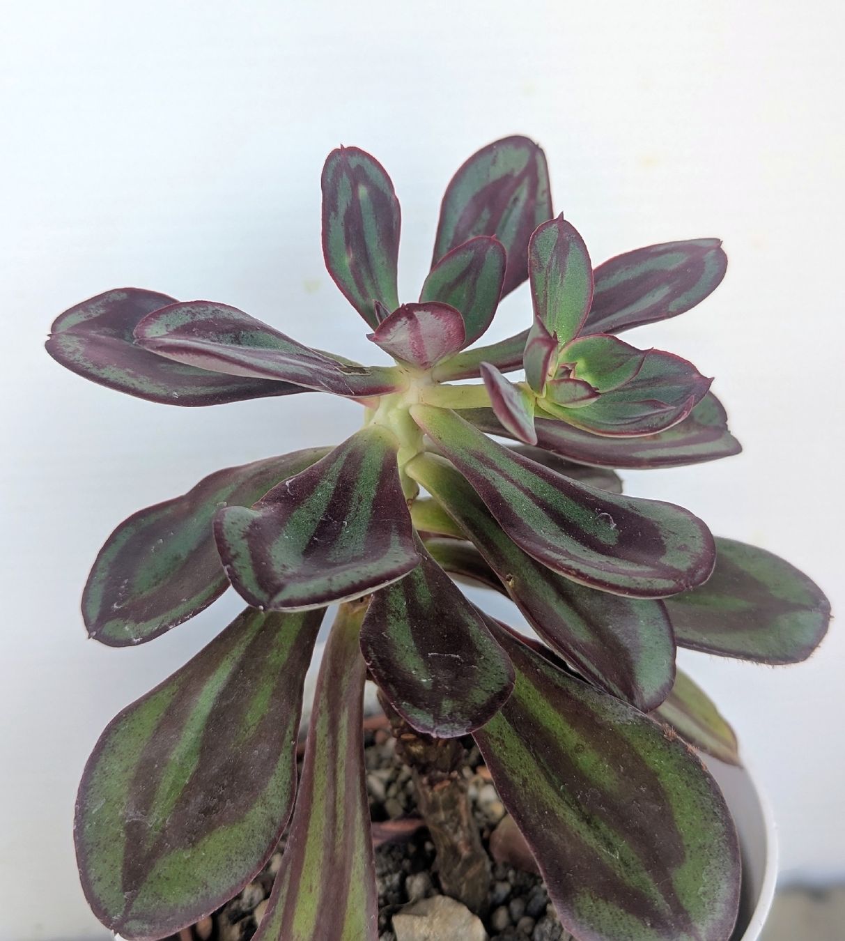 Piante & sementi: Echeveria nodulosa  – Usato da Comano venduto da che_8lc2