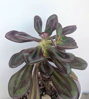 Echeveria nodulosa 