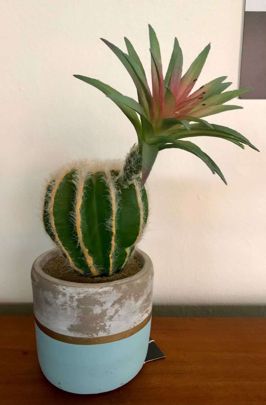 Tutte le decorazioni: Cactus deco. Hingucker wie echt. – Usato da Ascona venduto da mar_q7g5 2