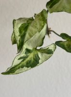 Syngonium Three Kings - Kopfstecklig #2
