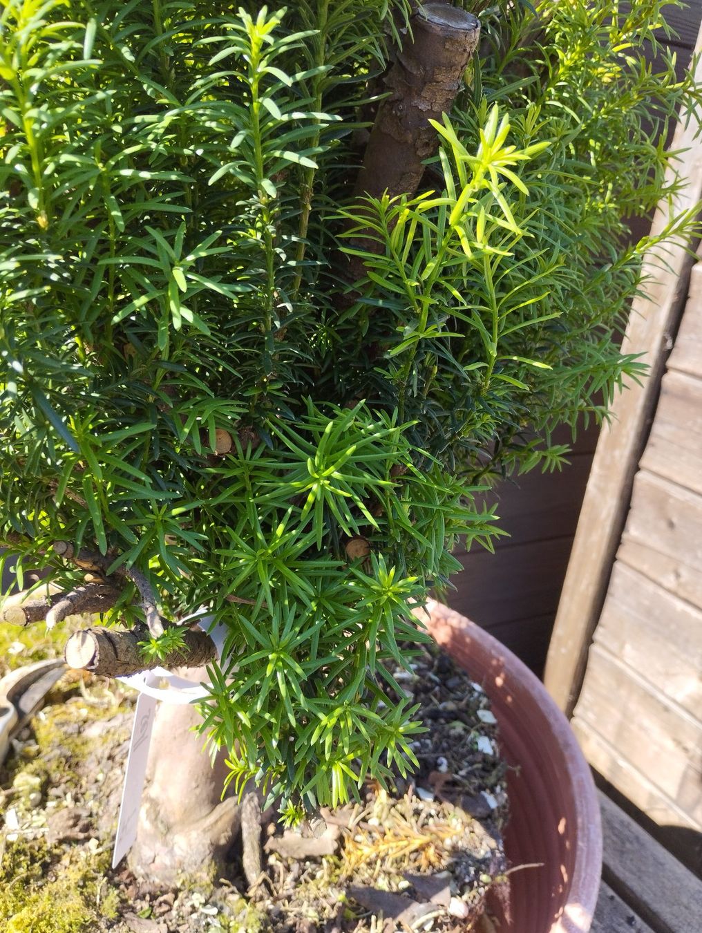 Piante & sementi: Bonsai Rohling Eibe – Usato da Oberwil BL venduto da suaku 8