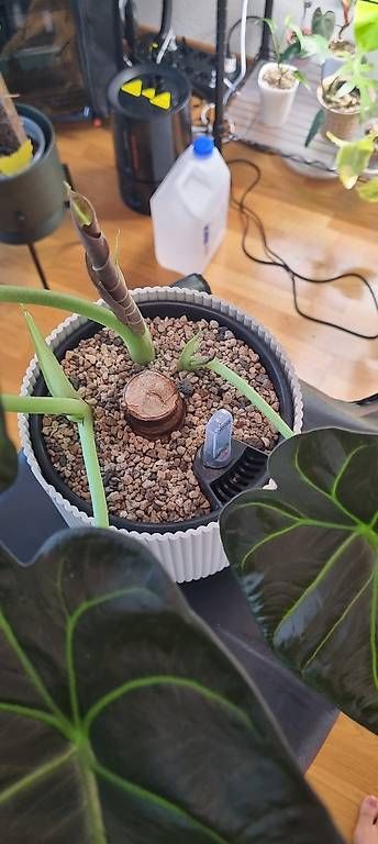 Piante & sementi: Wunderschöne Alocasia Regal Shield – Usato da Wallenwil venduto da pet_mz5n 1