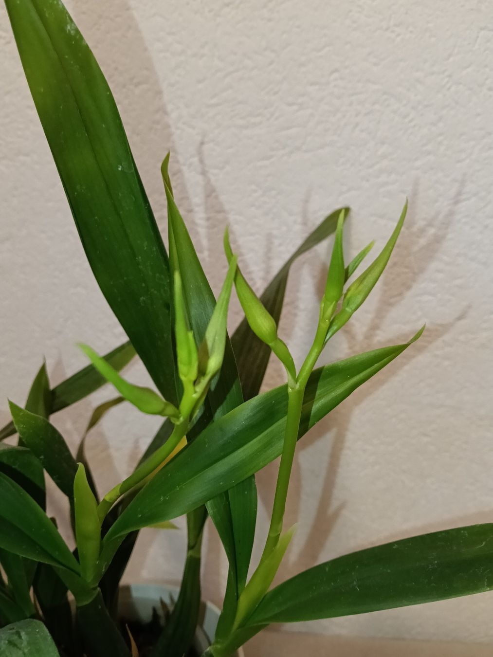 Piante & sementi: Encyclia Cochleata – Nuovo (secondo la descrizione) da schöftland venduto da UniquePlants 1