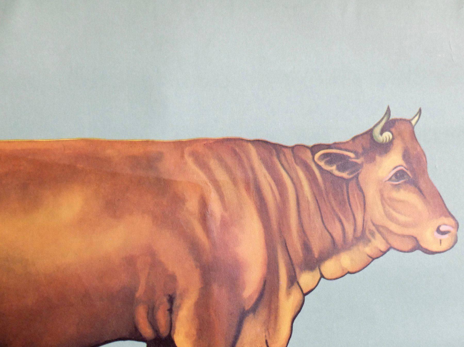 Posters & Illustrations: SCHULWANDBILDER - ZOOLOGIE - HAUSRIND – D'occasion à Goldach par Gaip 4