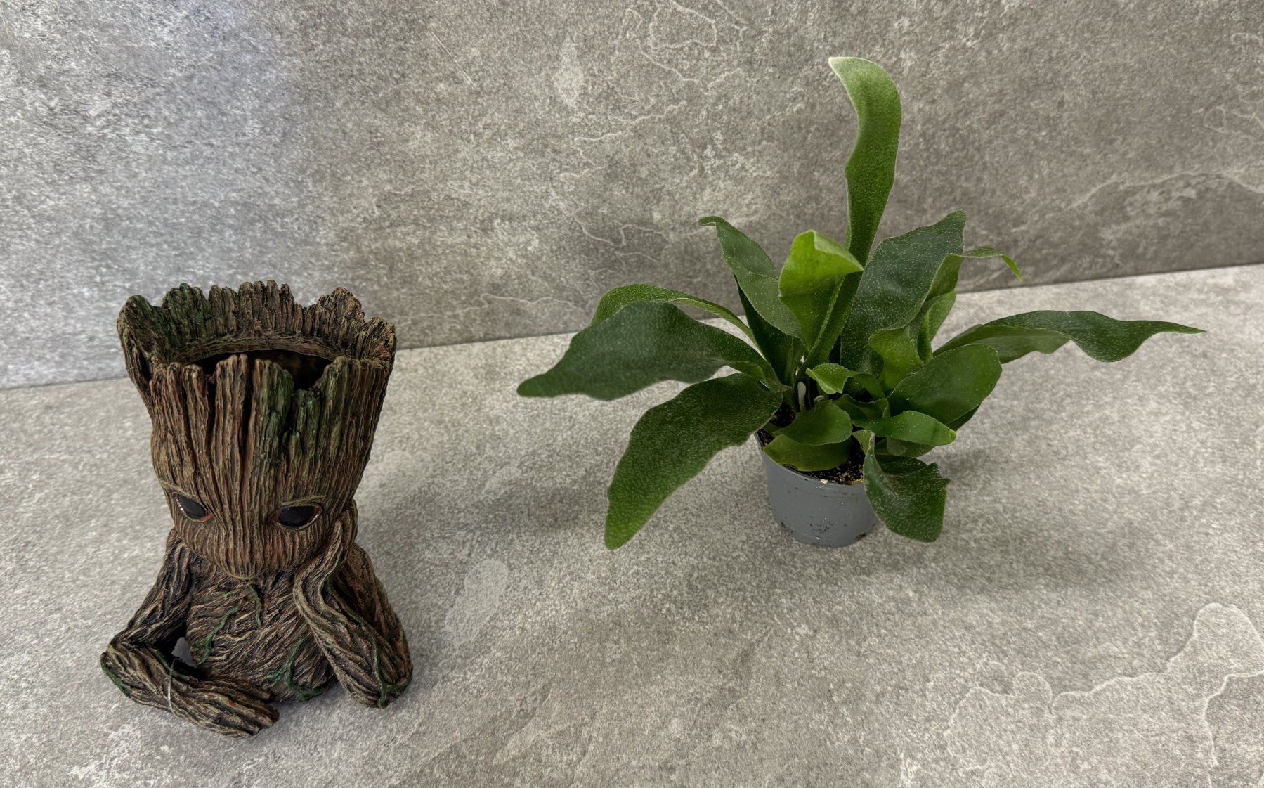 Pflanzen & Samen: Holzjunge mit Grünpflanze ... – Neu und originalverpackt aus Chur von Papageibarsch77 1