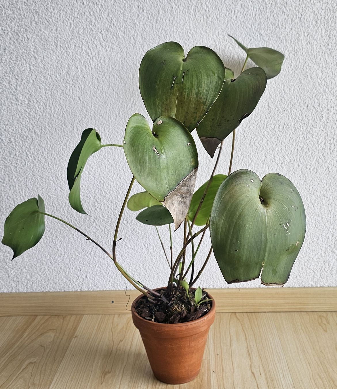 Piante & sementi: Orchidee Pleurothallis marthae – Usato da Jona venduto da Smurnaya 2